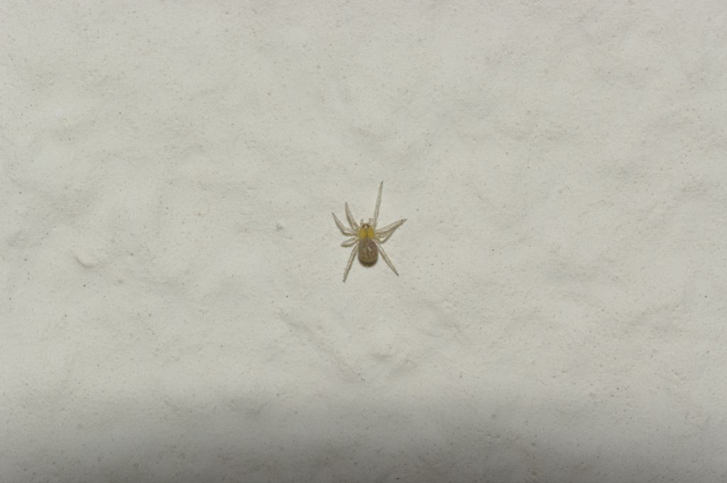 Theridiidae - Rende (CS)